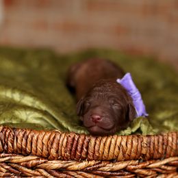 Australian Labradoodle, Bernedoodle, and Goldendoodle Puppies from Golden Fields Doodles