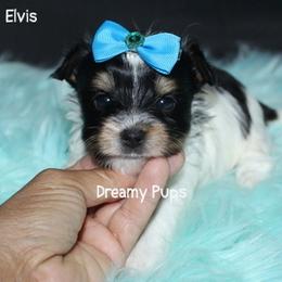 AKC Elvis - Black tan and white male Biewer Terrier puppy in Kennesaw, Georgia from Dreamy Pups