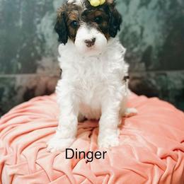Dinger - Sable female Bernedoodle puppy in Pasco, Washington from Camp Doodle Woods