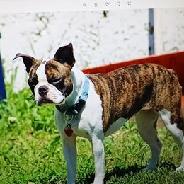 Tonks - Boston Terrier