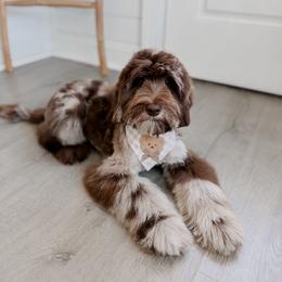 Banner - Chocolate male Goldendoodle puppy in Roanoke Rapids, North Carolina from Sweeter than Honey Doodles