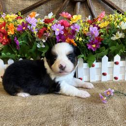 Daisy - Black tri female Miniature American Shepherd puppy in Cowlitz County, Washington from Pleasant Woods Miniature American Shepherds