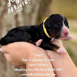 Cedar - Tri-color male Bernedoodle puppy in Orange, Texas from Walk with Me Doodles