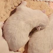 Girl 3 - White female Japanese Spitz puppy in Littleton, Colorado from Japanese Spitz