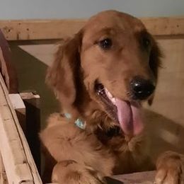 Goldendoodles, Golden Retrievers, and Olde English Bulldogges from Beard Family Farm