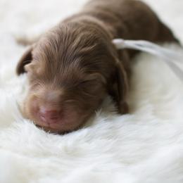 Iris - Chocolate and cream female Dachshund puppy in Morrow, Ohio from Courtney’s Colorful Doxies