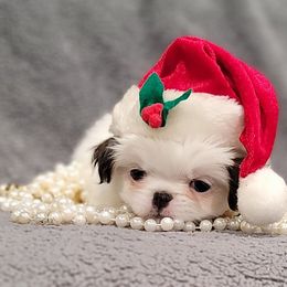 Julia - Sable and white female Japanese Chin puppy in Cresthill, Illinois from KonopkaKennelsLLC
