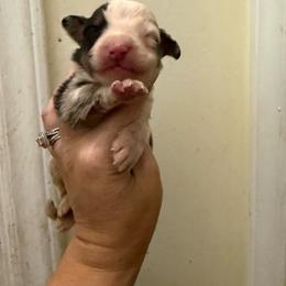 Lavender - Blue merle female Australian Shepherd puppy in Four Oaks, North Carolina from RoseWest Farms