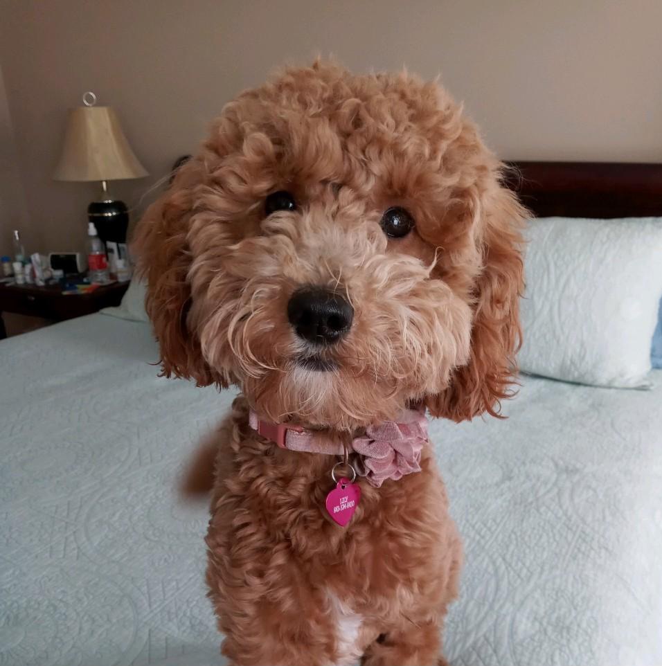Lily - Goldendoodle