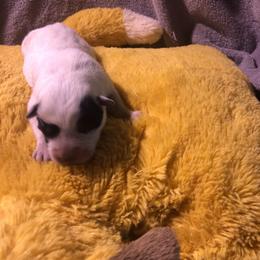 L63-01 - Blue male Australian Cattle Dog puppy in Sheridan, Oregon from 6pk Cattledogs