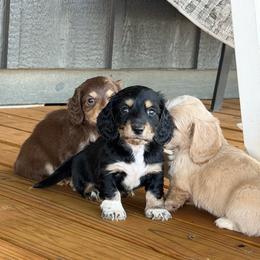 JJ - Black and cream male Dachshund puppy in Stamford, Texas from West Texas Miniature Dachshunds