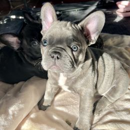 French Bulldog Puppies from Divine Crown French Bulldogs