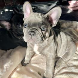 French Bulldog Puppies from Divine Crown French Bulldogs