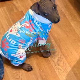 Swifty - Black brindle and white male American Hairless Terrier puppy in Smith Center, Kansas from Wilsong Kennel
