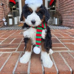 Minnie Mouse - Tri-color female Bernedoodle puppy in Alpharetta, Georgia from Doodles of Buckhead