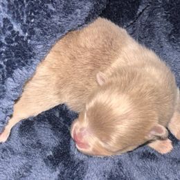 Lavender - Lavender male Pomeranian puppy in Fayetteville, North Carolina from Tar-heel Poms