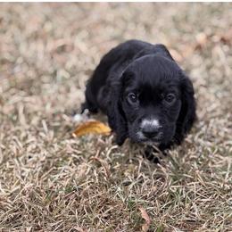 Cutie Pie - Black female English Cocker Spaniel puppy in Elko, Georgia from HillTop Brittany Kennel