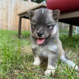 Annie Oakley - Red and white female Pomsky puppy in Blue Earth, Minnesota from Blue Sky Pomsky