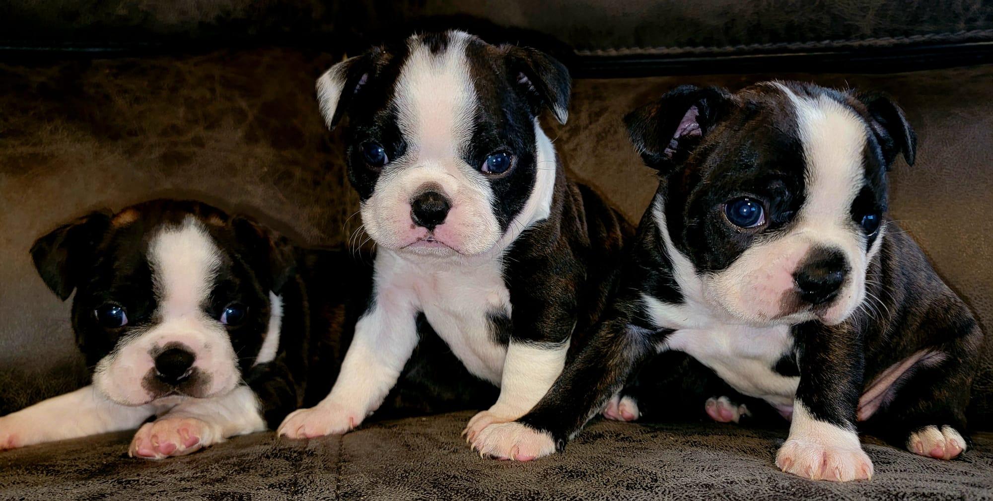 Nice Terriers Joey's Boston Terriers in Kentucky | Boston Terrier puppies | Good Dog