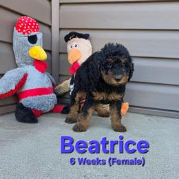 Beatrice - Black female Labradoodle puppy in Genoa City, Wisconsin from Sakura Pups