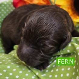 Fern, Green collar - Brown female Cockapoo puppy in Pell City, Alabama from FurEver Young Kennels