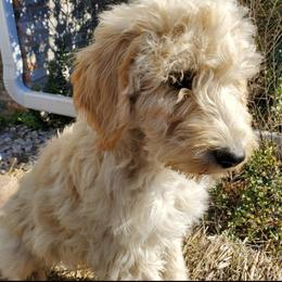Labradoodle Puppies from Silver Acorn Doodles