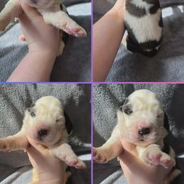 Girl 5 - female Saint Bernard puppy in Saltsburg, Pennsylvania from Loyal Ridge Saint Bernards