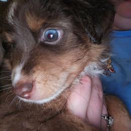 Talako (with tail) - Red tri male Miniature Australian Shepherd puppy in Arlington, Texas from CopperHead Aussies