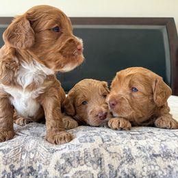 Australian Labradoodle Puppies from Peak Australian Labradoodles