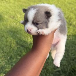 Boy 3 - Chocolate parti male Pomeranian puppy in Elberton, Georgia from Pits and Poms LLC