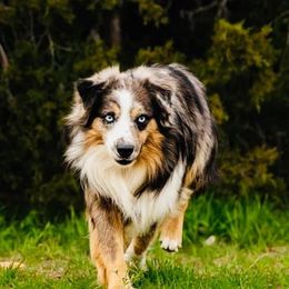 Camo - Miniature Australian Shepherd