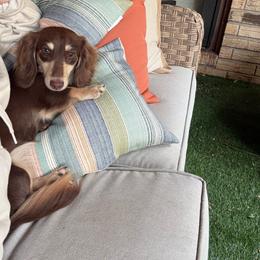Maggie - Chocolate and cream female Dachshund puppy in Erick, Oklahoma from 4-L Backyard Dach