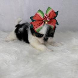 Queen Raina - Tricolor female Shih Tzu puppy in Columbia, Kentucky from Lisa Bandy Luxe Shih Tzu