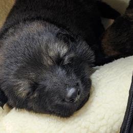 German Shepherd Puppies from Reign Land
