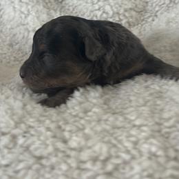 Spice - Merle male Goldendoodle puppy in Waynesboro, Virginia from Forest Creek Kennel