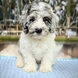 Aussiedoodle, Australian Shepherd, Bernedoodle, Cockapoo, Double Doodle, and Poodle Puppies from Sis' Doodles & Poodles