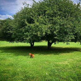 Labrador Retriever Puppies from Shadow Run Labradors