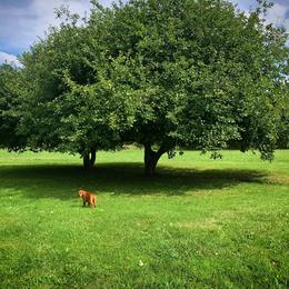 Labrador Retriever Puppies from Shadow Run Labradors