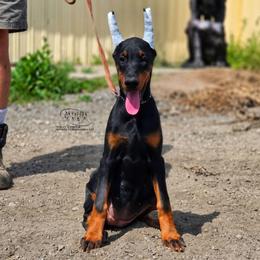 Mia - Black and rust female Doberman Pinscher puppy in China Township, Michigan from Snell's Superior Kennel Dobermann & GSP