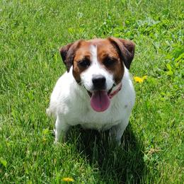Sunny - Russell Terrier