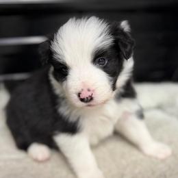 Doom - Black and white male Border Collie puppy in Kalispell, Montana from North Fork Border Collies