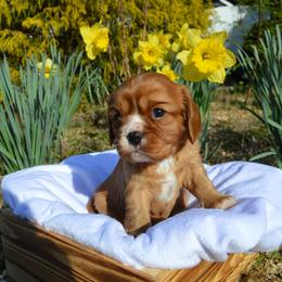 AKC Girl 1 - Ruby female Cavalier King Charles Spaniel puppy in Resaca, Georgia from Freeman's Royal Cavaliers