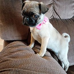 Cate - Fawn female Pug puppy in Fall Creek, Wisconsin from Heartville Pugs