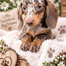 Winnie - Dapple female Dachshund puppy in Dinwiddie, Virginia from White Oak Kennels