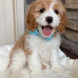 Bernedoodle, Cavapoo, and Goldendoodle Puppies from Blackberry Farm Puppies