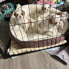 Japanese Chin Puppies from CindyLynnsChins
