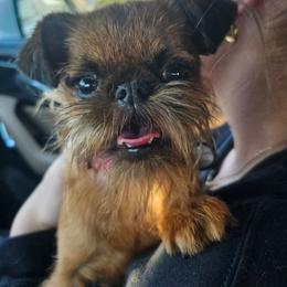 BUHGATTI - Brussels Griffon