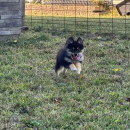 Yunara - Tri-color female Pomsky puppy in Boonville, Indiana from Elysian Pomskies