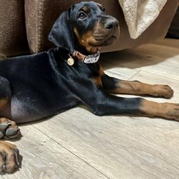 Girl 3 - Black and rust female Doberman Pinscher puppy in Homeland, California from Noble Doberman