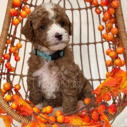 Harvard - Red  male Poodle puppy in Belleville, New Jersey from TK Poodles